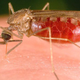 Image for article titled Can 6,000 Mutant Mosquitoes Kill Off Dengue Fever?